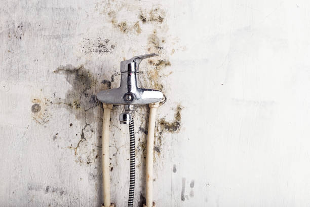 Best Black Mold Remediation in Summerfield, NC