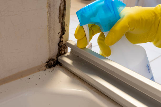 Best Post-Flood Mold Remediation in Summerfield, NC