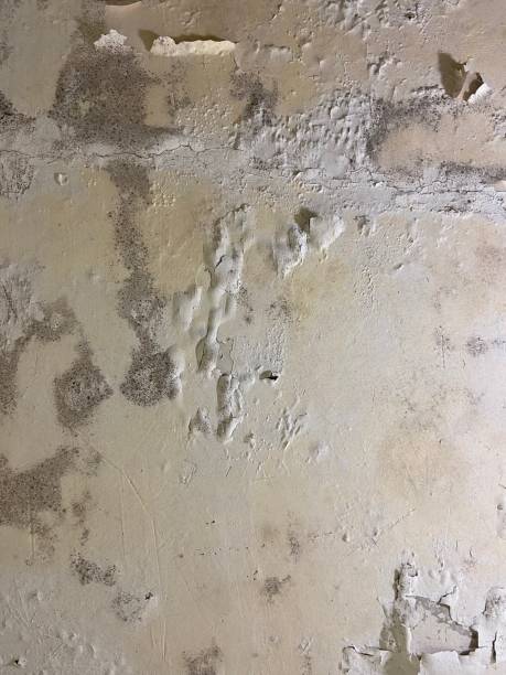 Best Health and Safety Mold Remediation in Summerfield, NC
